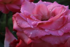 Pink Wet Rose