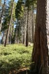 Ponderosa Pine în Yosemite