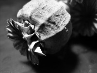 Poppy seed pod in black and white