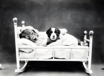 Cachorro Bedtime Vintage Foto
