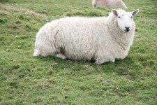 Écosse Moutons