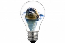 Seal In The Bulb
