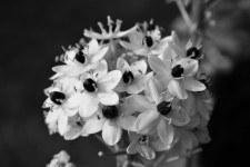 Small flowers in black and white