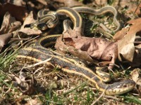 Węże w trawie