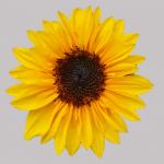 Sunflower ritaglio