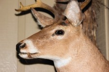 Taxidermie Deer 2