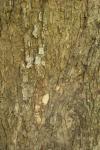 Texture d'arbre