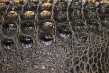 Texture de peau d'alligator