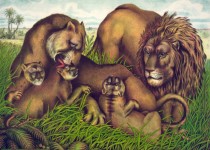The Lion Family Illustration