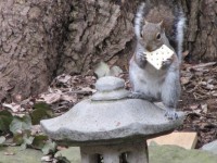 Il Eats Squirrel