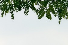 Tipuana листья деревьев против неба