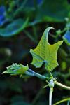 Translucent Squash Leaf