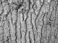 Textuur van de boomschors 14
