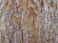 Corteza de árbol Textura 6