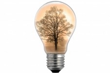 Tree In The Bulb