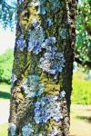 Tree Trunk With Lichen