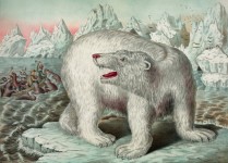 Vintage del oso polar Ilustración