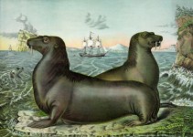 Sea Lions Ilustracja rocznika