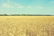 Wheat Field vintage megjelenés