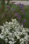 White and purple asters