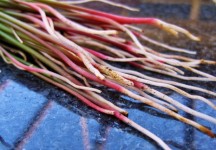 White And Red Oxalis Roots