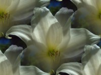 White Lily Nahtlose Geschenkpapier