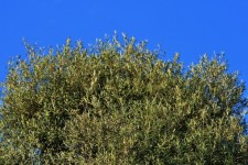 Wild olive tree against blue sky