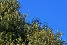 Wild olive tree and blue sky