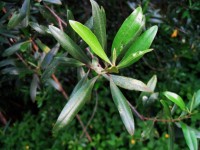 Wild Olive Tree Leaves