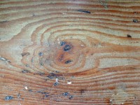 Textura dřeva