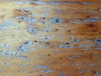 Textura dřeva