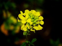Yellow Raps Flower