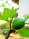 Young fig on tree