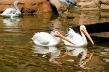 Zoo Pelicans
