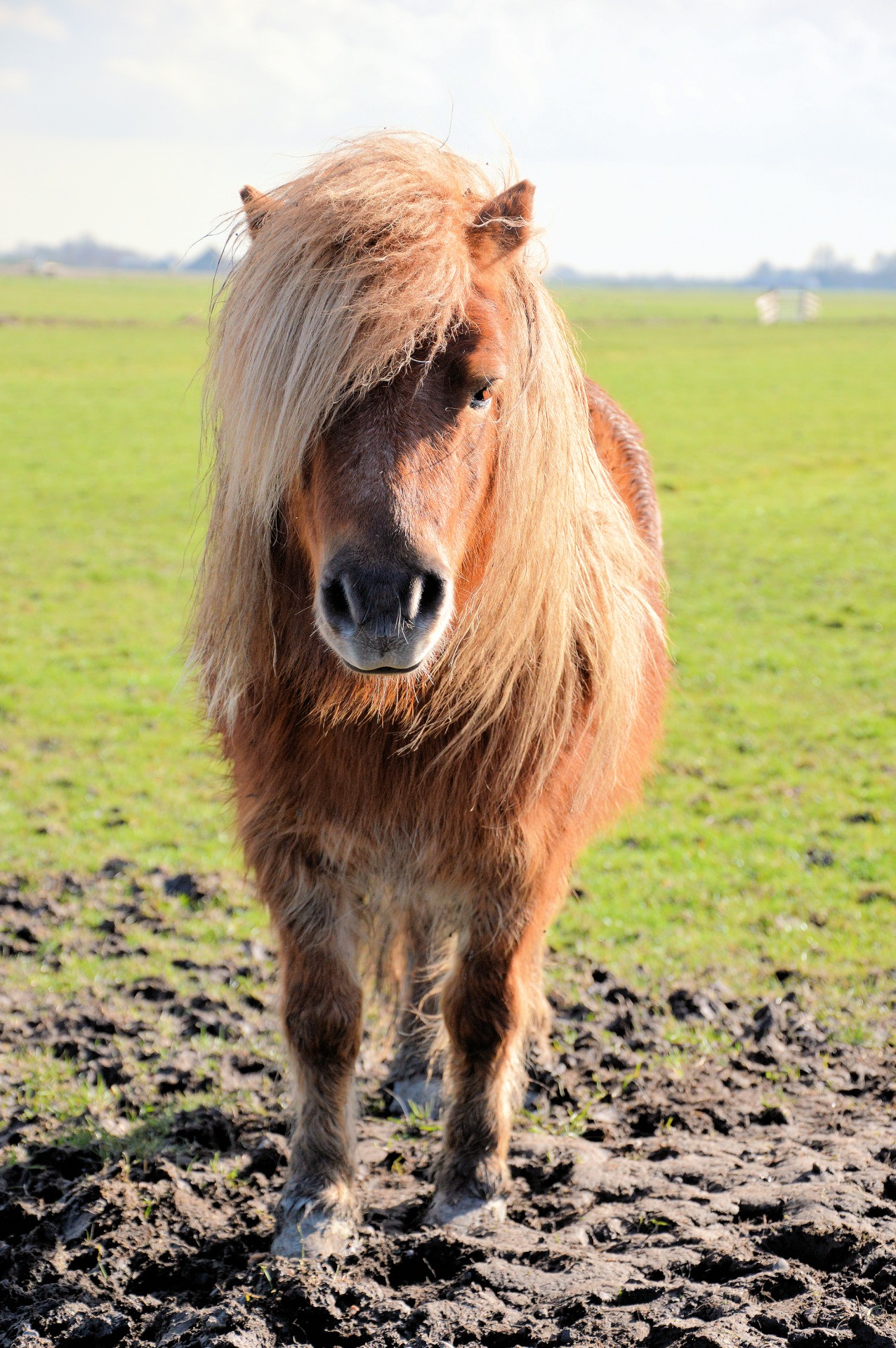 A Pony