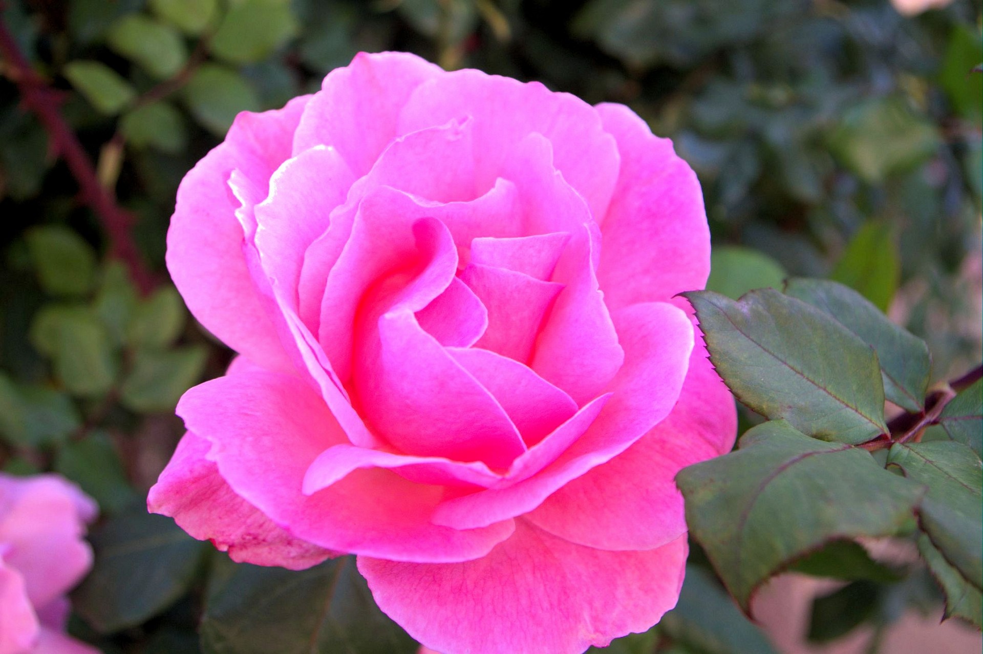 beautiful pink rose 1394892503jPR