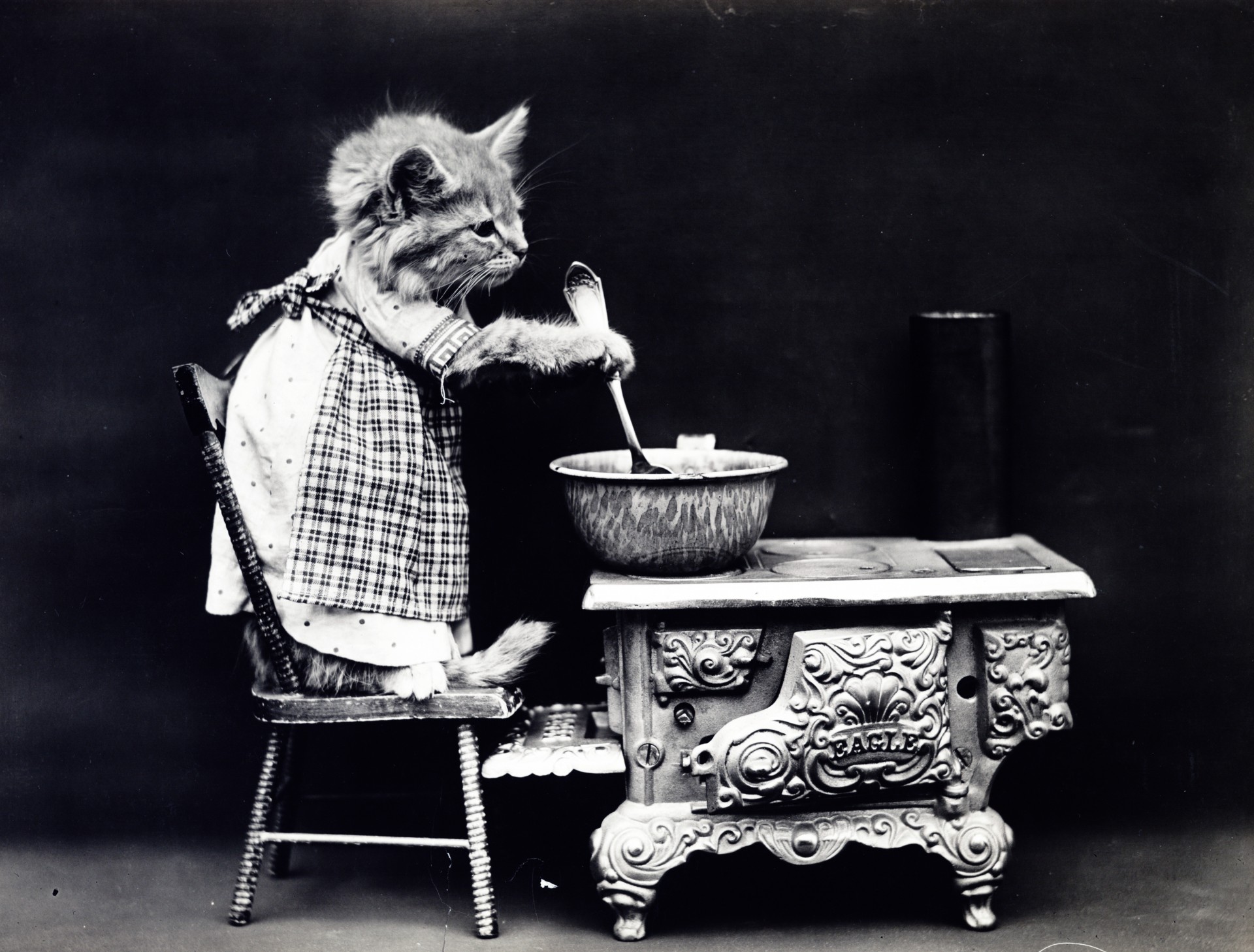 Gato vestido Foto Vintage