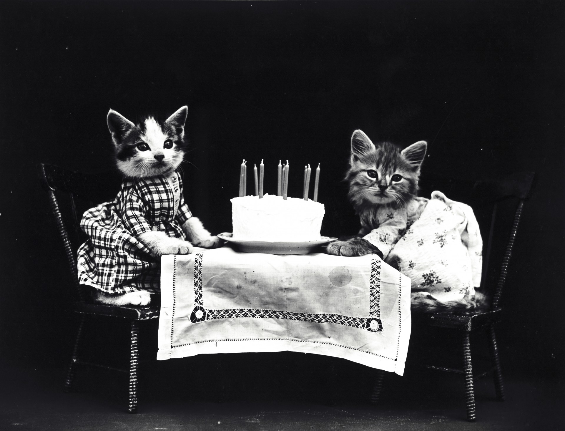 Gatos vestidos vintage de la foto