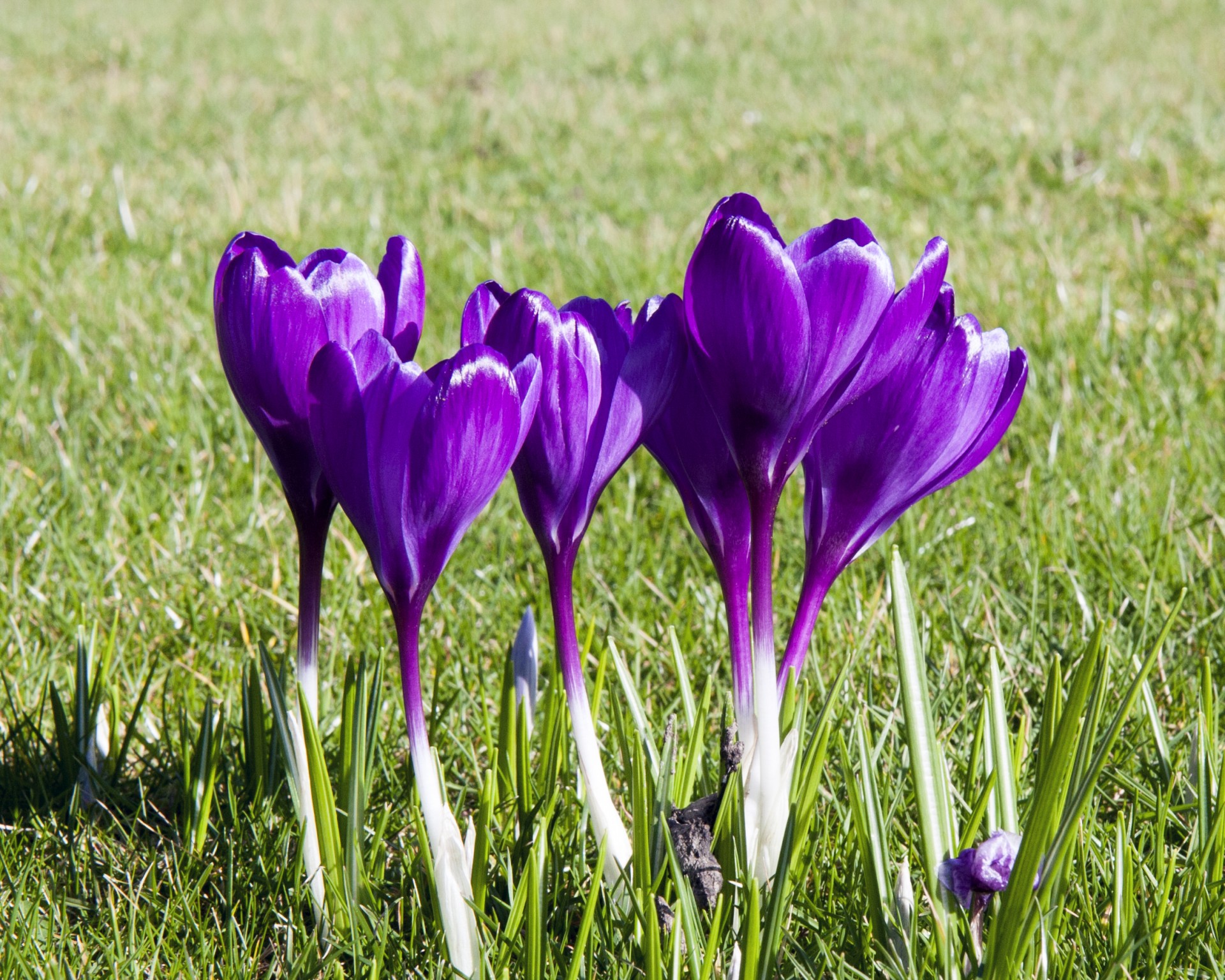 Crocus Flowers Purple Free Stock Photo - Public Domain Pictures