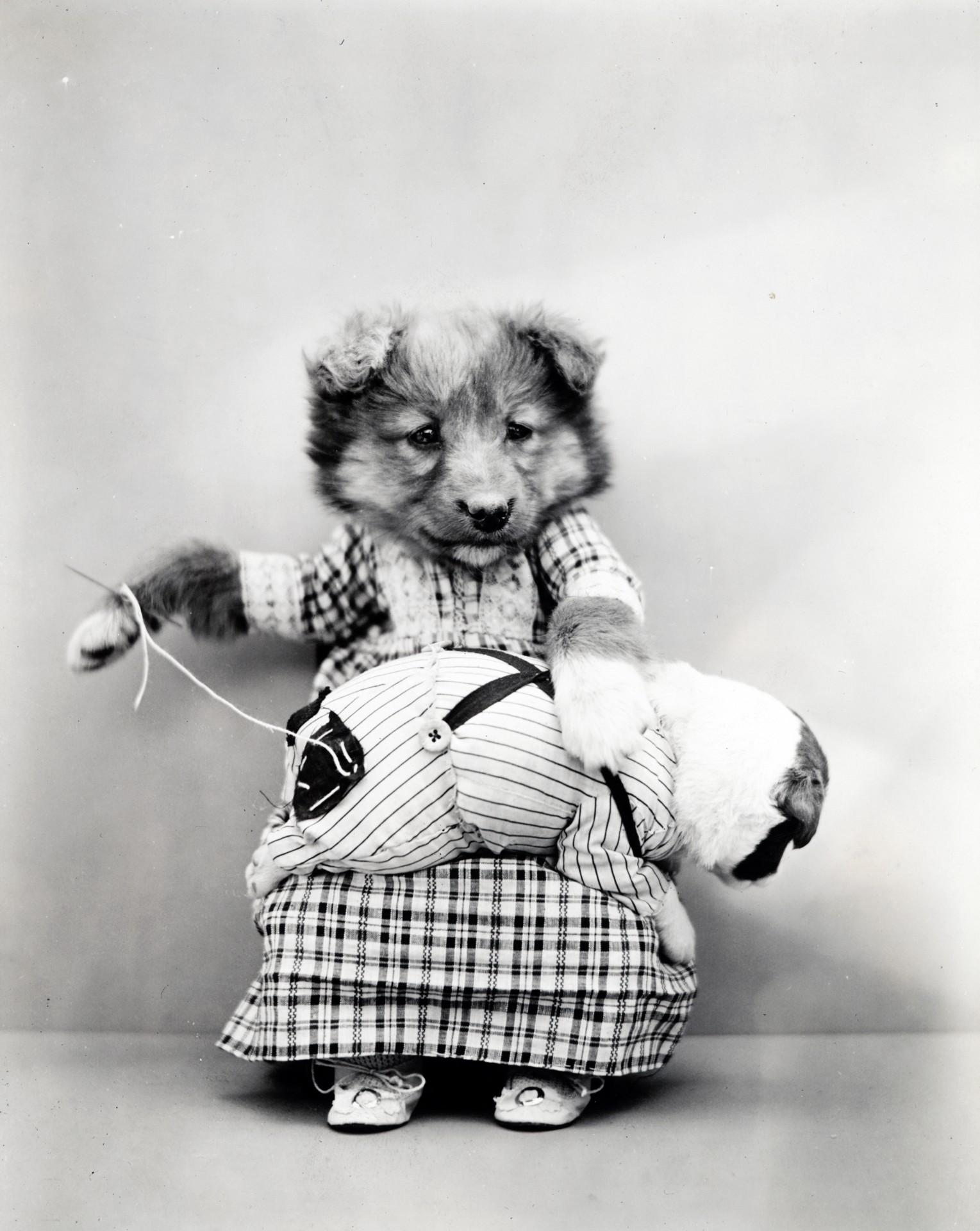Cute Dog Vintage Photo