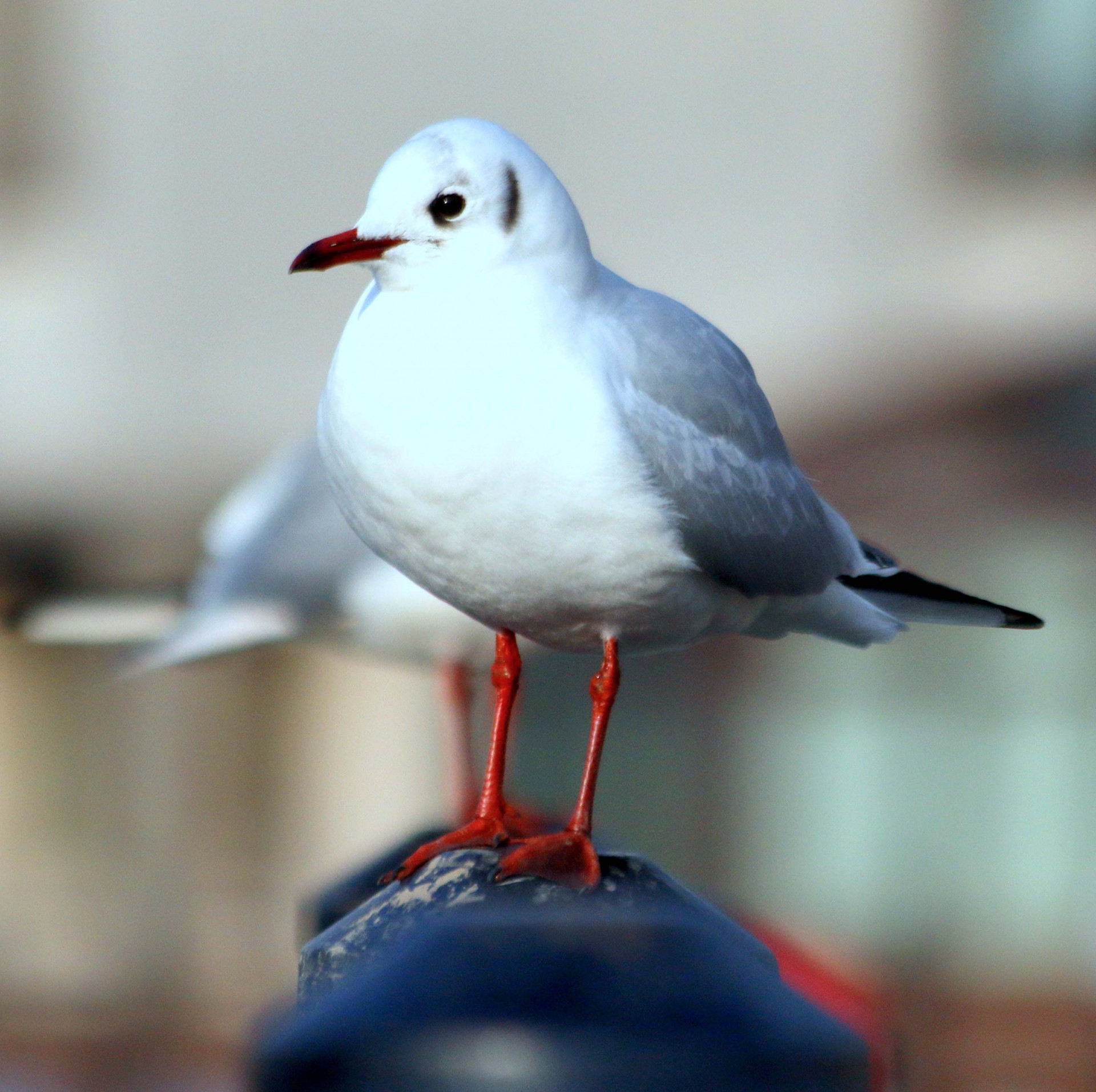 gull-free-stock-photo-public-domain-pictures