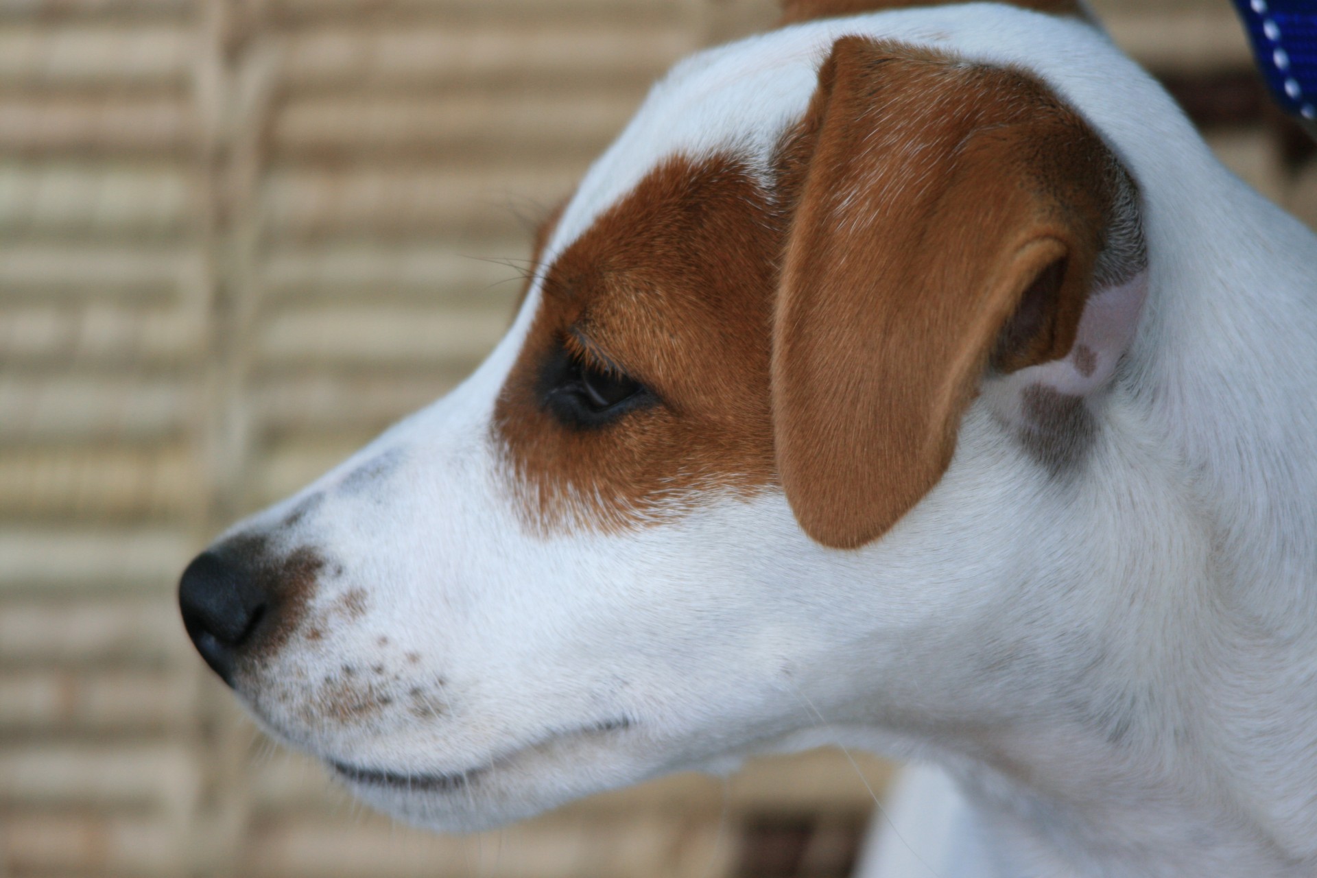 Jack Russell Puppy Free Stock Photo - Public Domain Pictures