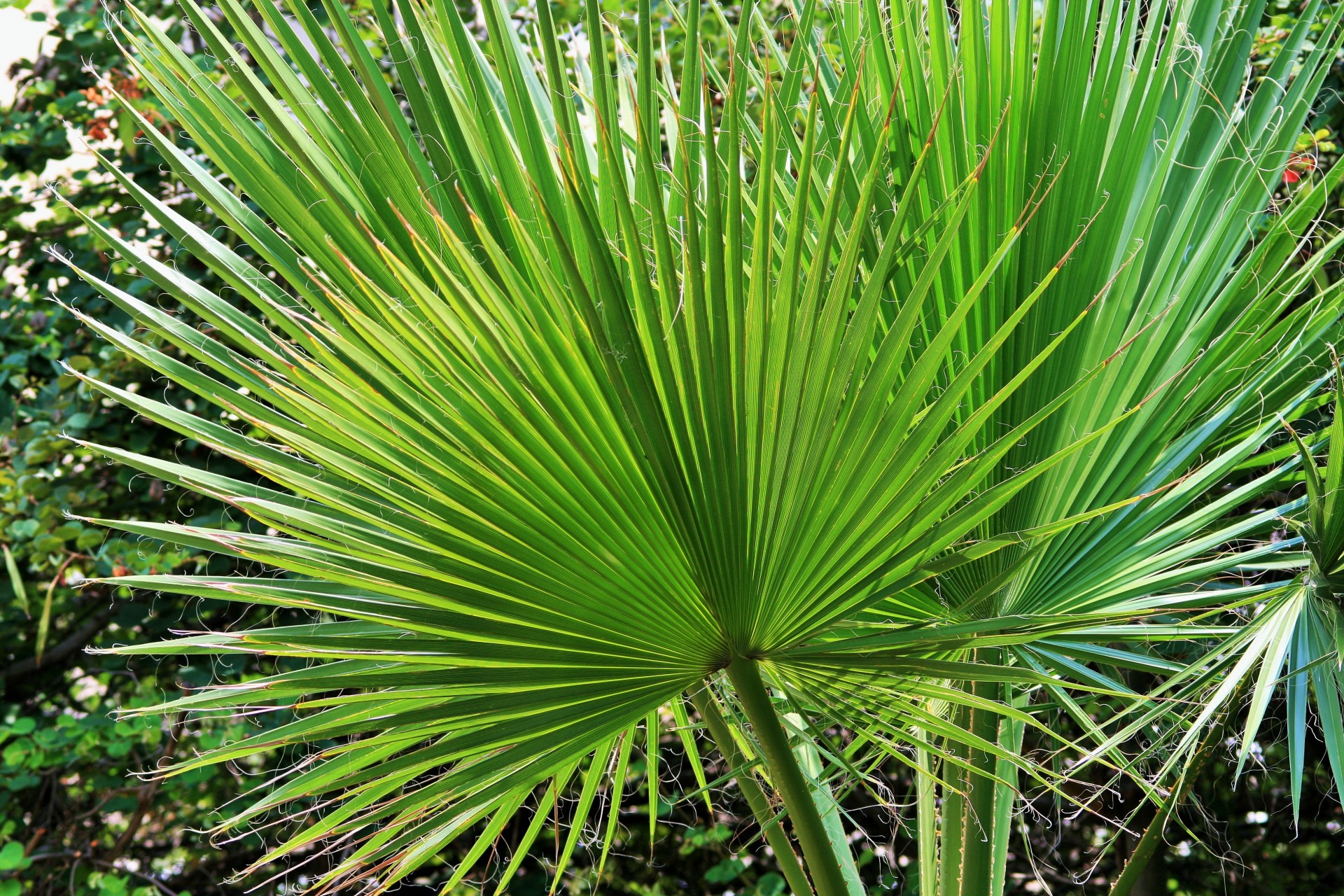 Fan Leaf Palm Tree