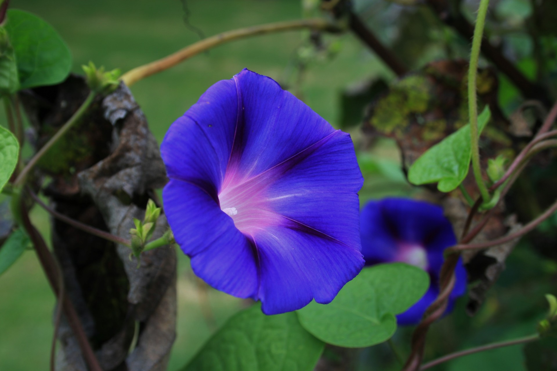 Morning Glories Free Stock Photo - Public Domain Pictures