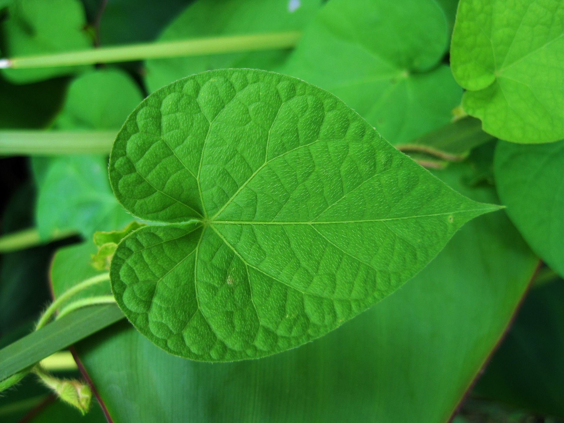 Morning Glory Heart Leaf Free Stock Photo - Public Domain Pictures