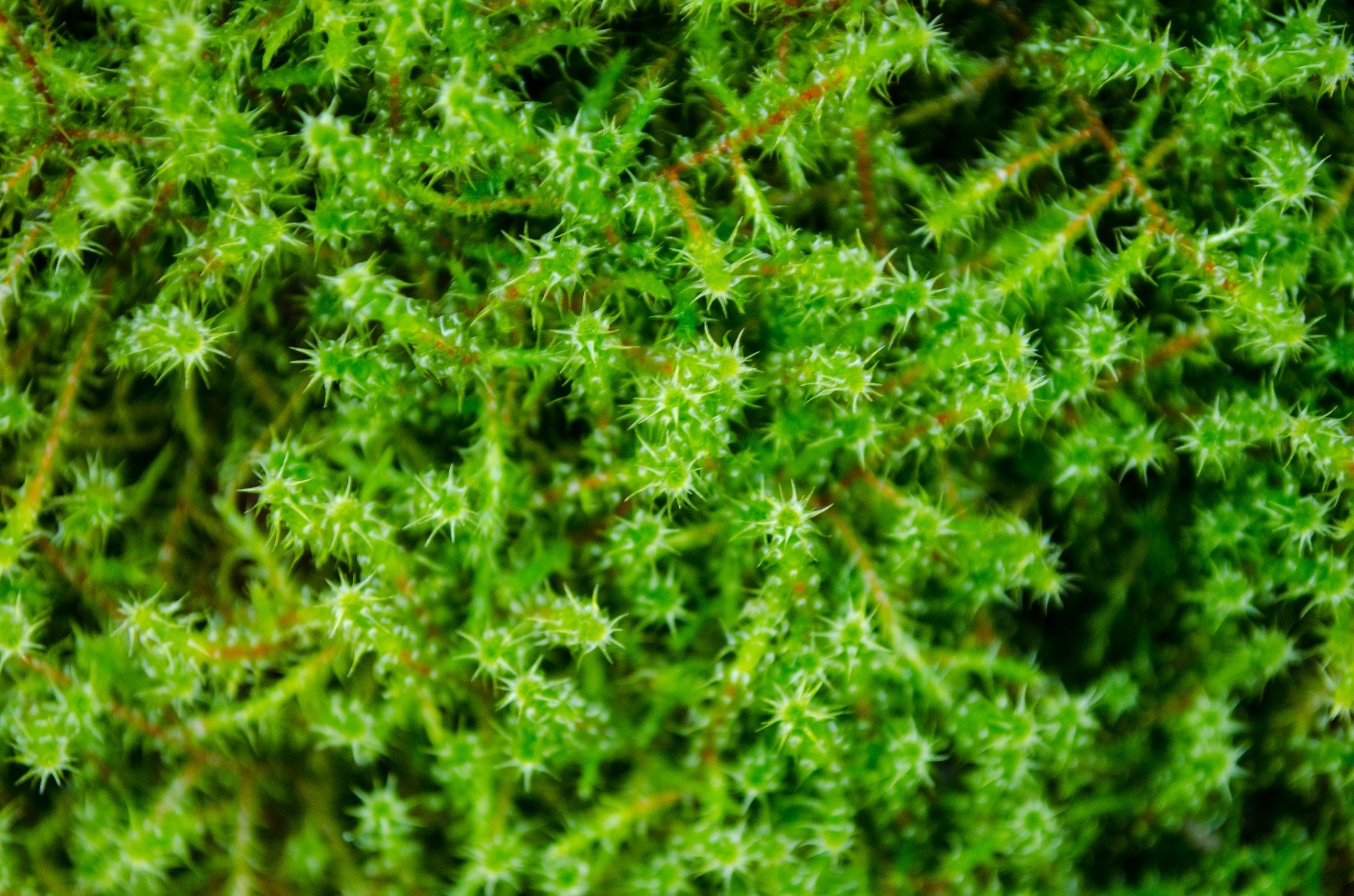 Green Moss On Rock Free Stock Photo - Public Domain Pictures