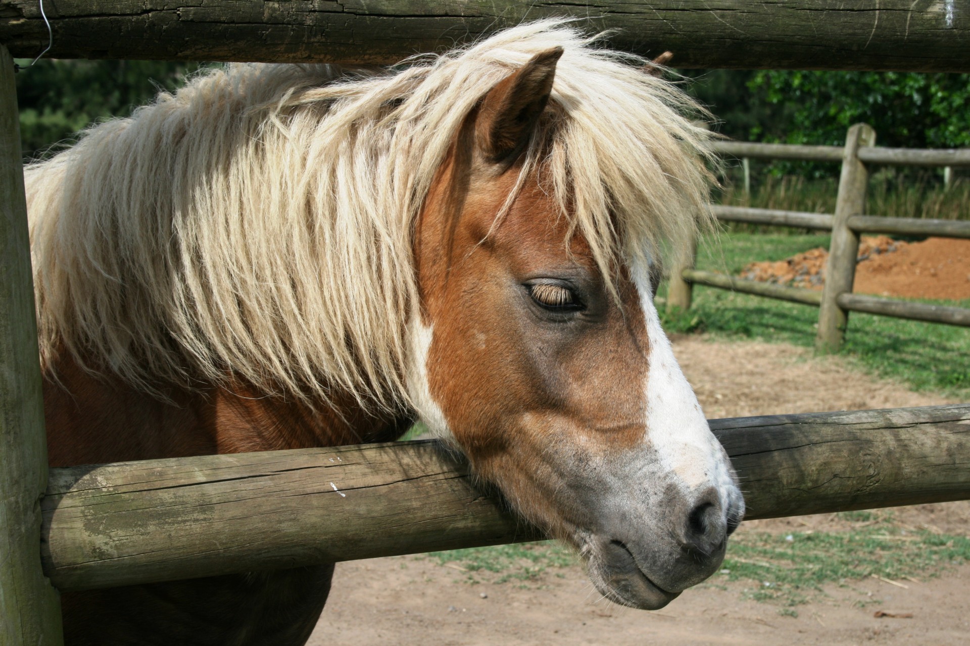 my-little-pony-free-stock-photo-public-domain-pictures