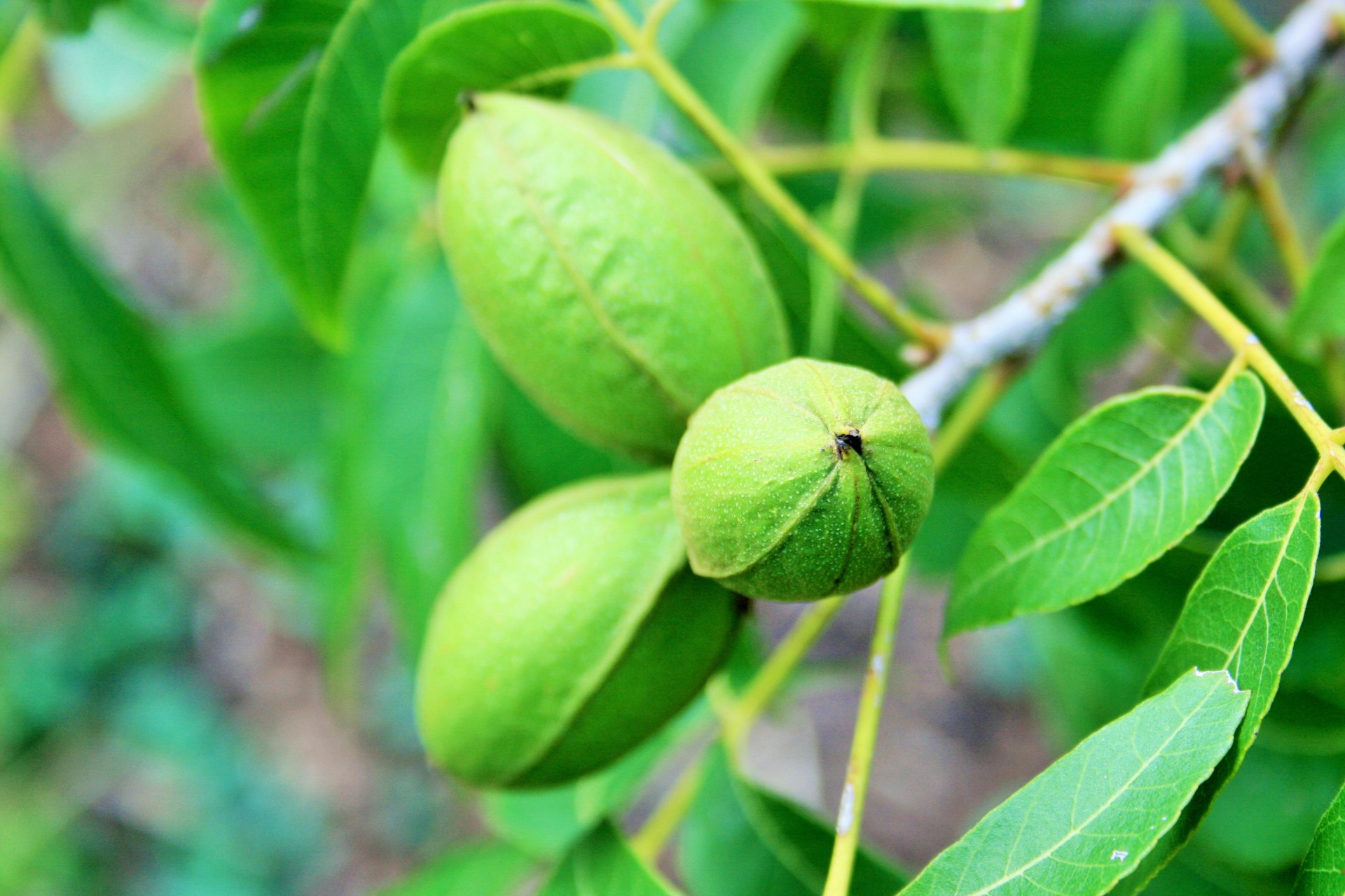Pecan-Nüsse auf Baum