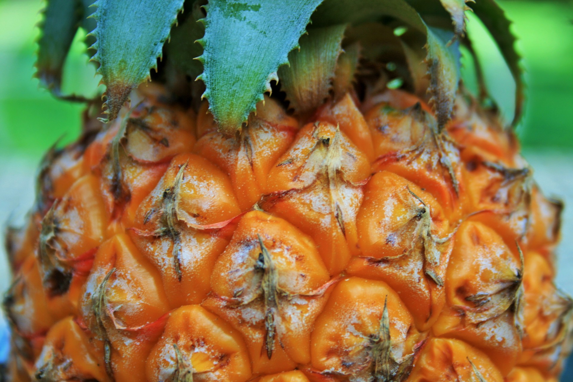 Pineapple Fruit Free Stock Photo - Public Domain Pictures