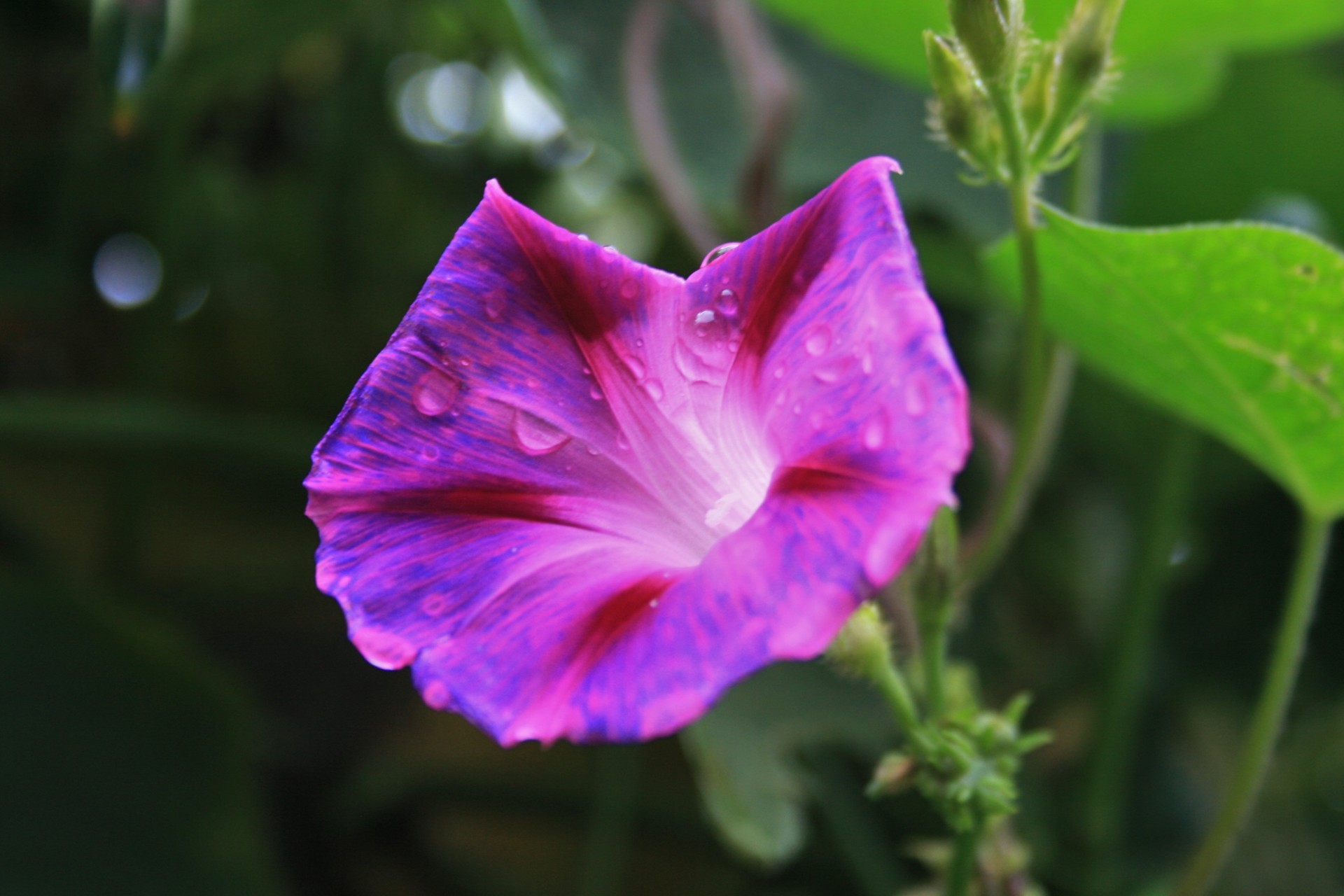 Pink Morning Glory With Raindrops Free Stock Photo - Public Domain Pictures